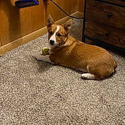 Watson is registered to the contest to win money with this photo: dog, corgi, puppy, carpet, tennis_ball, indoor, wood_paneling, drawer, furniture, pet, animal, floor, cute, laying_down, curious, ears, brown, white, small_dog, cozy