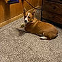 dog, corgi, puppy, carpet, tennis_ball, indoor, wood_paneling, drawer, furniture, pet, animal, floor, cute, laying_down, curious, ears, brown, white, small_dog, cozy