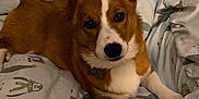 Watson is registered to the contest to win money with this photo: dog, corgi, pet, bed, blanket, indoor, cute, animal, fur, ears, lying_down, looking_at_camera, cozy, domestic_animal, canine, mammal, resting, sleepy, companion, whiskers