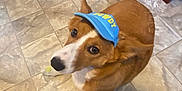 Watson joined the competition — help win amazing prizes! animal, brown_dog, canine, chair, companion, cute, dog, domestic, floor, footwear, hat, indoor, looking_up, paw, person, pet, socks, tile, tiled_floor, visor