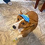 dog, brown_dog, visor, hat, socks, tiled_floor, indoor, pet, looking_up, floor, footwear, person, chair, tile, paw, animal, cute, companion, domestic, canine