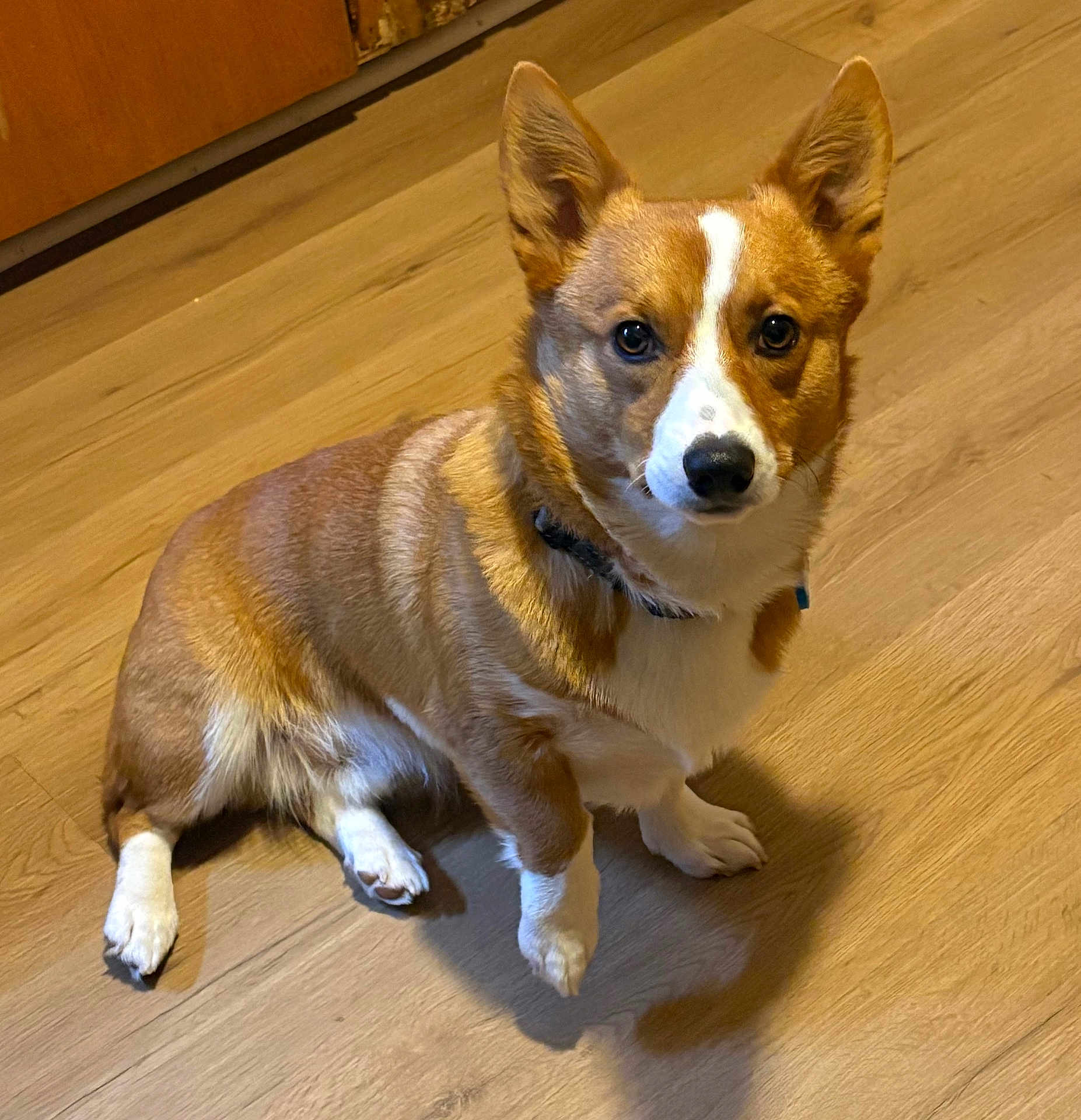 Watson