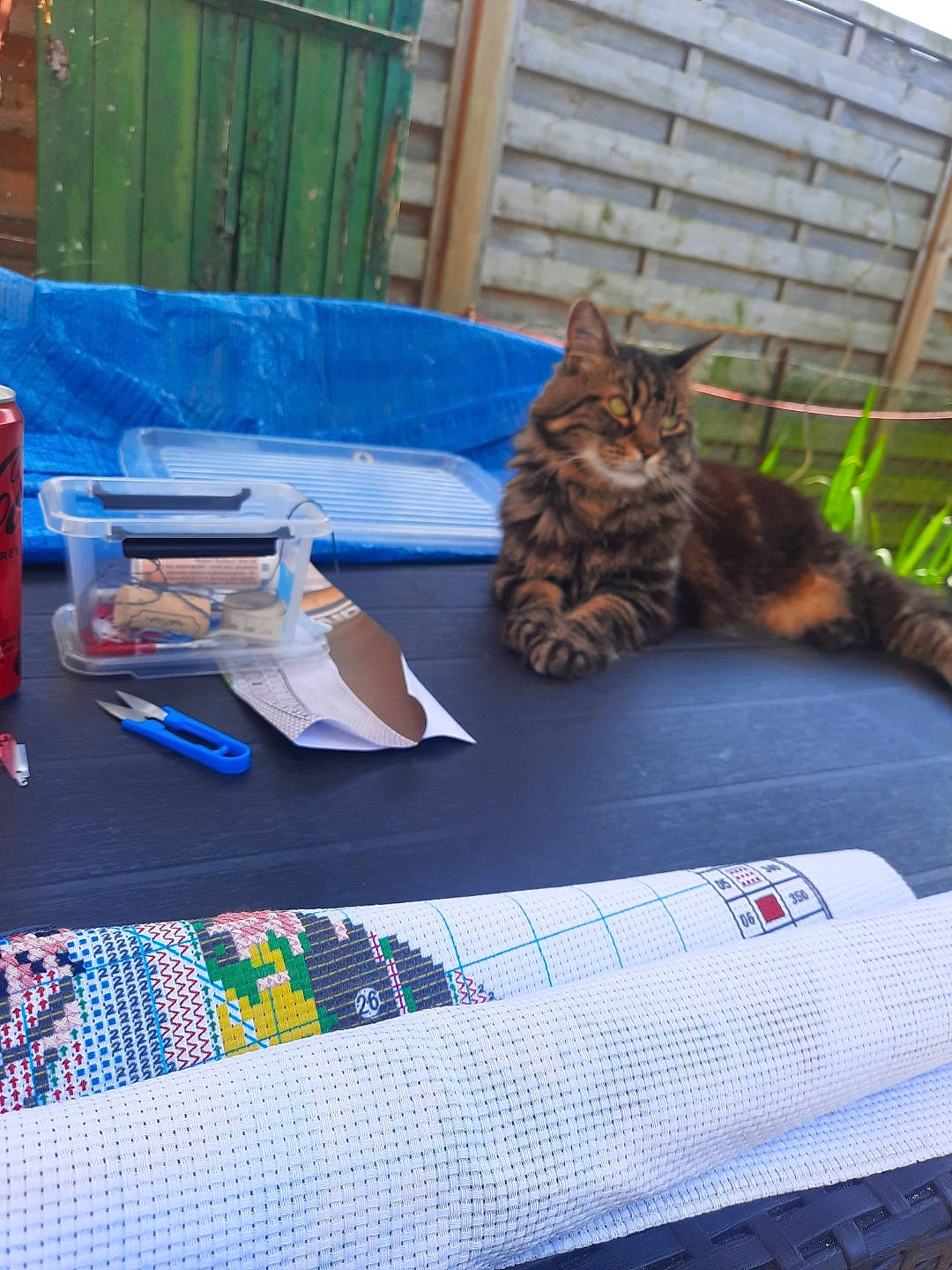 Clochette a rejoint le concours — aidez-le/la à gagner de superbes lots ! carnivore, cat, comfort, domestic_short_haired_cat, felidae, grass, leisure, linens, outdoor_furniture, pattern, plant, recreation, sitting, small_to_medium_sized_cats, tail, whiskers