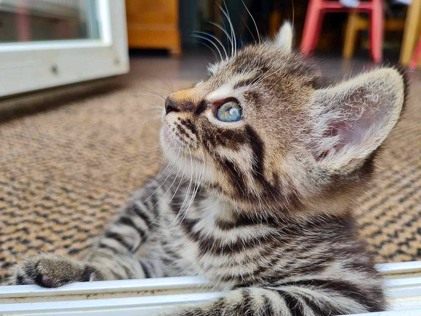 Hèra a rejoint le concours — aidez-le/la à gagner de superbes lots ! carnivore, cat, claw, domestic_short_haired_cat, felidae, flooring, fur, paw, sitting, small_to_medium_sized_cats, snout, tail, terrestrial_animal, whiskers, wildlife