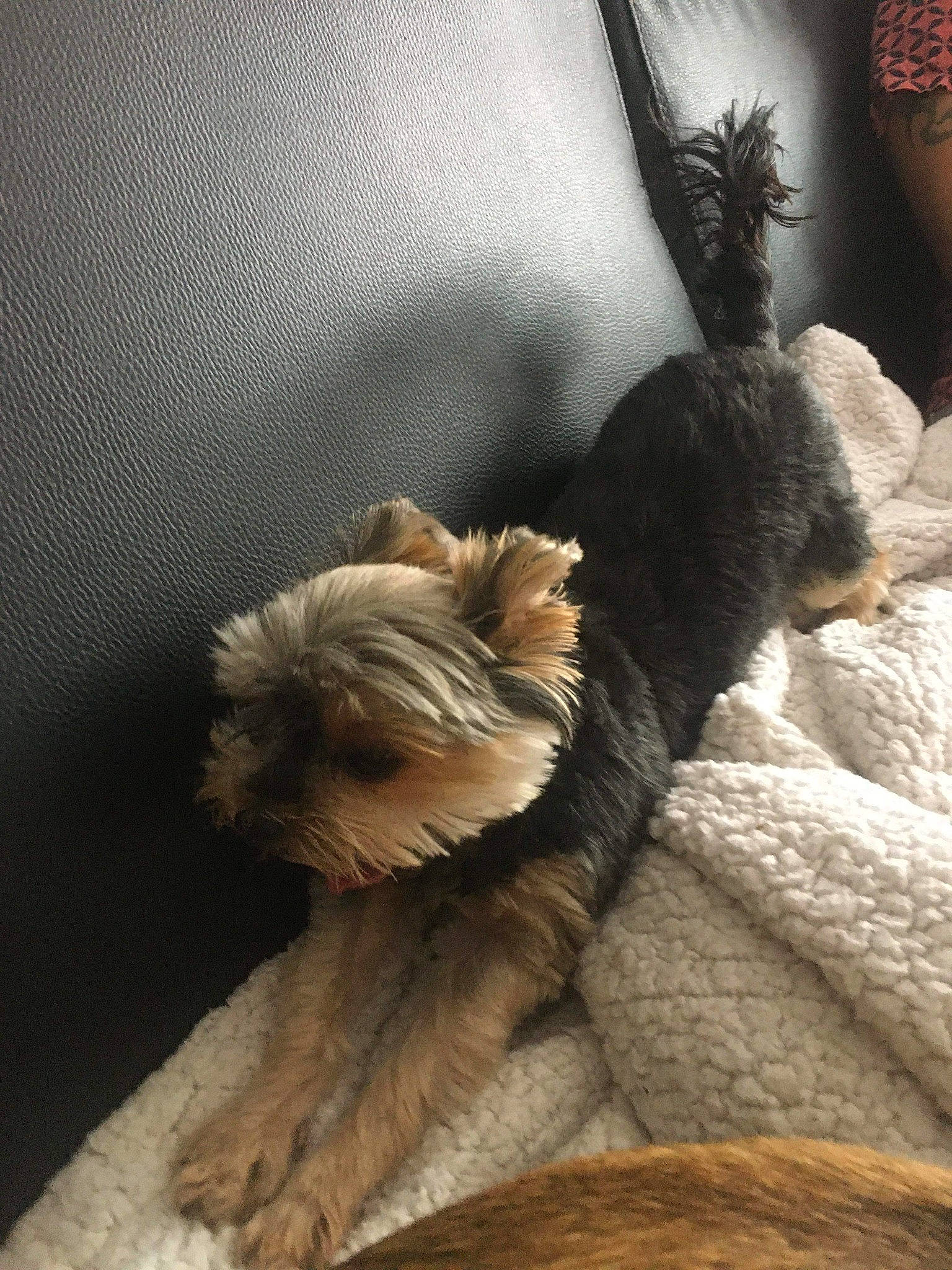Fifille a rejoint le concours — aidez-le/la à gagner de superbes lots ! cairn_terrier, canidae, carnivore, companion_dog, dog, dog_breed, fawn, morkie, nap, norwich_terrier, puppy, small_terrier, terrier, toy_dog, yorkshire_terrier