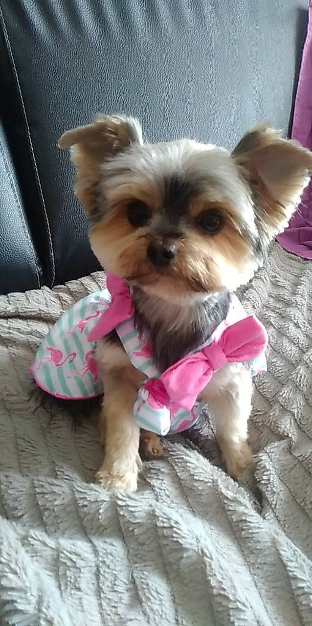 Fifille a rejoint le concours — aidez-le/la à gagner de superbes lots ! biewer_terrier, canidae, carnivore, chinese_imperial_dog, companion_dog, dog, dog_breed, dog_clothes, maltepoo, mammal, morkie, pink, puppy, shih_tzu, small_terrier, snout, toy_dog, vertebrate, yorkipoo, yorkshire_terrier