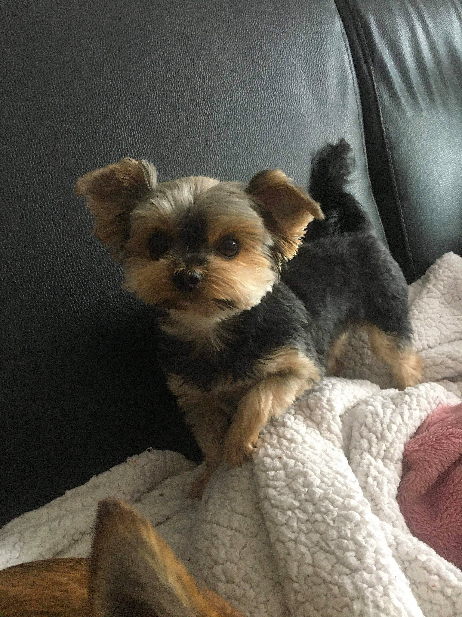 Fifille a rejoint le concours — aidez-le/la à gagner de superbes lots ! biewer_terrier, border_terrier, canidae, carnivore, companion_dog, dog, dog_breed, fawn, maltepoo, mammal, morkie, puppy, rare_breed_dog, small_terrier, snout, terrier, toy_dog, vertebrate, yorkipoo, yorkshire_terrier