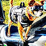 adventure, animal, bright, canine, collar, curb, daytime, dog, equipment, goggles, grass, leisure, motorcycle, outdoor, pavement, pet, seat, standing, sunlight, vest