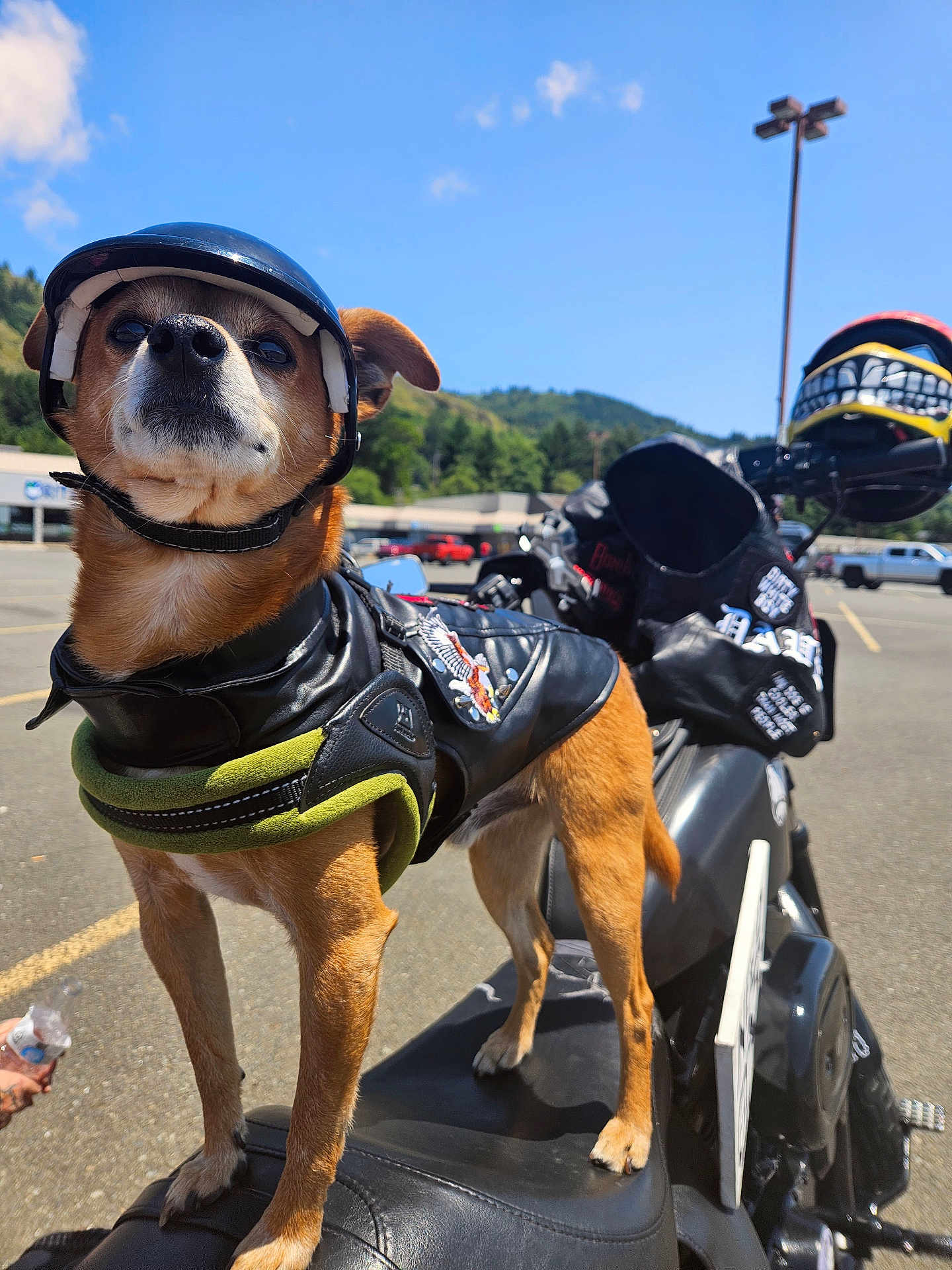 Fender Long joined the competition — help win amazing prizes! dog, helmet, leather_jacket, motorcycle, parking_lot, outdoor, sunny, animal, pet, brown_dog, two_wheeler, vehicle, road, sky, trees, casual, closeup, street, transportation, adventure