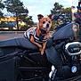Fender Long is registered to the contest to win money with this photo: dog, motorcycle, harley_davidson, pet, animal, striped_shirt, outdoor, parking_lot, tree, black, seat, vehicle, small_dog, pet_clothing, evening, parked_vehicle, side_view, collar, alert, cute