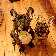 Adèle a rejoint le concours — aidez-le/la à gagner de superbes lots ! dog, french_bulldog, puppy, two_puppies, indoor, wooden_floor, collar, pet, cute, animal, looking_up, brown_floor, small_dog, companion, domestic_animal, young_dog, ears_up, alert, sitting, adorable