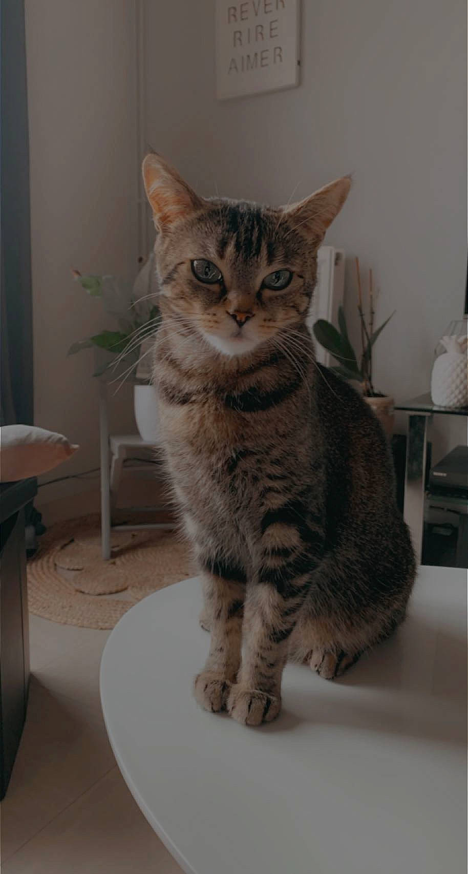 Nila a rejoint le concours — aidez-le/la à gagner de superbes lots ! carnivore, cat, chair, domestic_short_haired_cat, felidae, fur, grey, houseplant, paw, plant, sitting, small_to_medium_sized_cats, snout, tail, terrestrial_animal, whiskers