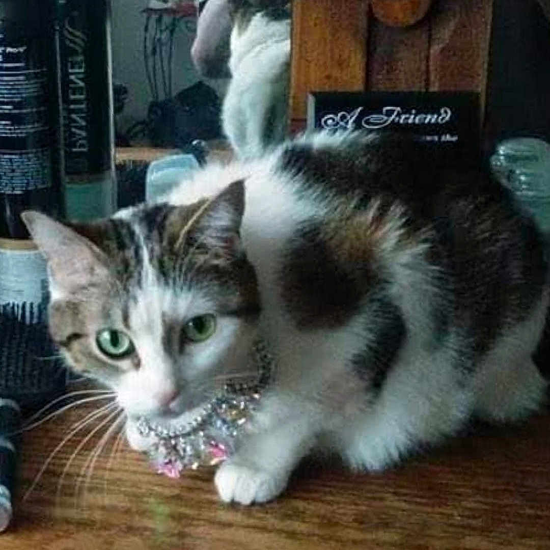 Sadie is registered to the contest to win money with this photo: box, carnivore, cat, claw, comfort, domestic_short_haired_cat, felidae, flooring, foot, fur, hardwood, paw, small_to_medium_sized_cats, snout, tail, whiskers, window, wood