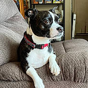 Snoopy is registered to the contest to win money with this photo: dog, pet, collar, black_and_white, couch, furniture, indoor, sitting, paw, looking_away, fur, canine, domestic_animal, relaxed, home, shelf, photograph, portrait, close_up, comfort