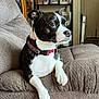 dog, pet, collar, black_and_white, couch, furniture, indoor, sitting, paw, looking_away, fur, canine, domestic_animal, relaxed, home, shelf, photograph, portrait, close_up, comfort