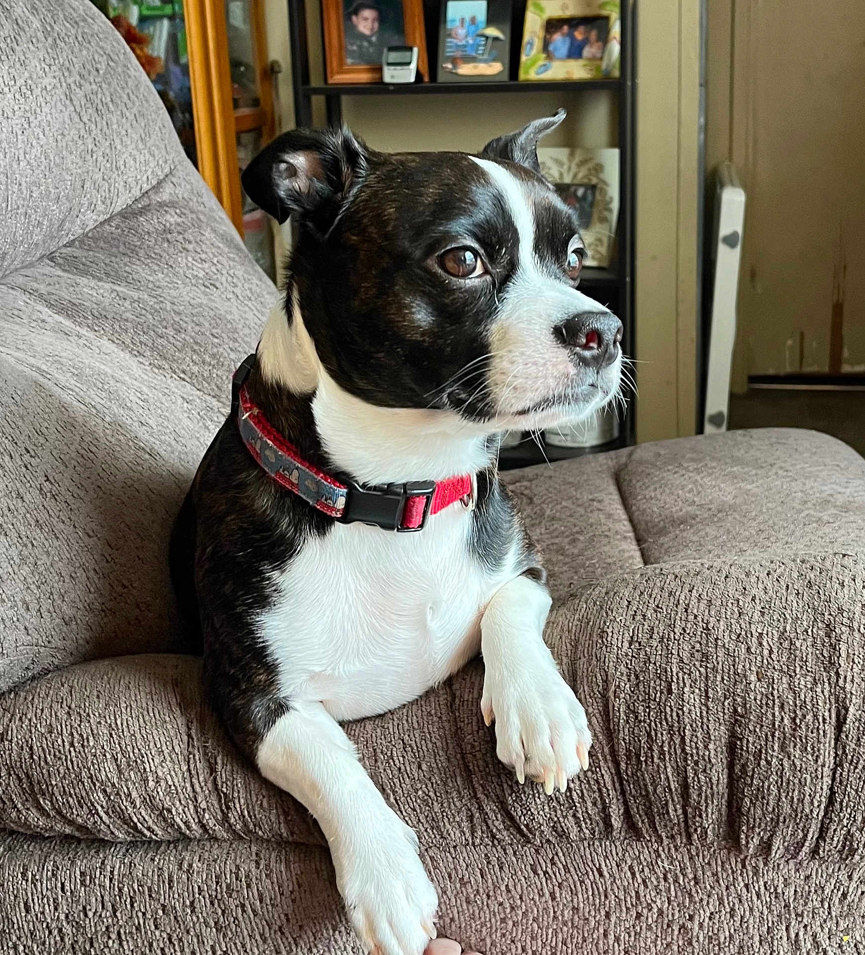 Snoopy is registered to the contest to win money with this photo: dog, pet, collar, black_and_white, couch, furniture, indoor, sitting, paw, looking_away, fur, canine, domestic_animal, relaxed, home, shelf, photograph, portrait, close_up, comfort