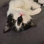 Lu joined the competition — help win amazing prizes! animal, black_and_white, cat, close_up, cozy, curious, cute, domestic, ears, eyes, feline, fur, indoor, lying_down, pet, pink_nose, relaxed, soft_surface, upside_down, whiskers