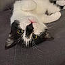 animal, black_and_white, cat, close_up, cozy, curious, cute, domestic, ears, eyes, feline, fur, indoor, lying_down, pet, pink_nose, relaxed, soft_surface, upside_down, whiskers