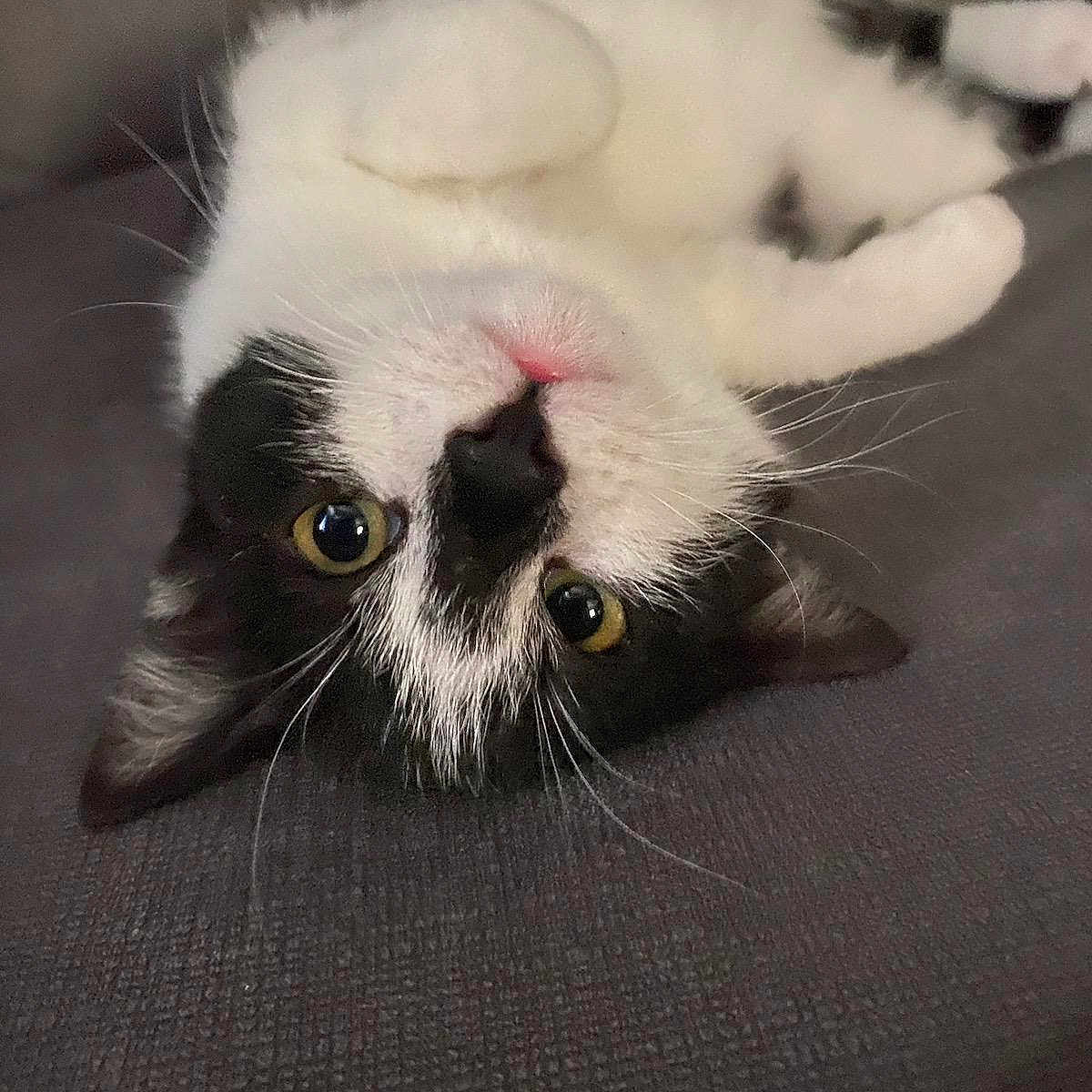 Lu joined the competition — help win amazing prizes! animal, black_and_white, cat, close_up, cozy, curious, cute, domestic, ears, eyes, feline, fur, indoor, lying_down, pet, pink_nose, relaxed, soft_surface, upside_down, whiskers