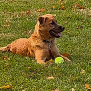 Meatball is registered to the contest to win money with this photo: dog, grass, tennis_ball, autumn_leaves, outdoor, pet, animal, playful, canine, nature, collar, tongue_out, lying_down, daylight, fur, ears, leaves, greenery, park, relaxed