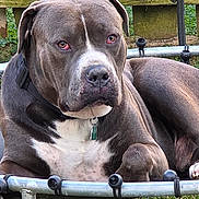 Patch is registered to the contest to win money with this photo: dog, animal, pet, outdoor, grass, fence, metal_frame, gray, white, collar, tag, resting, canine, mammal, nature, quiet, portrait, closeup, paw, ears