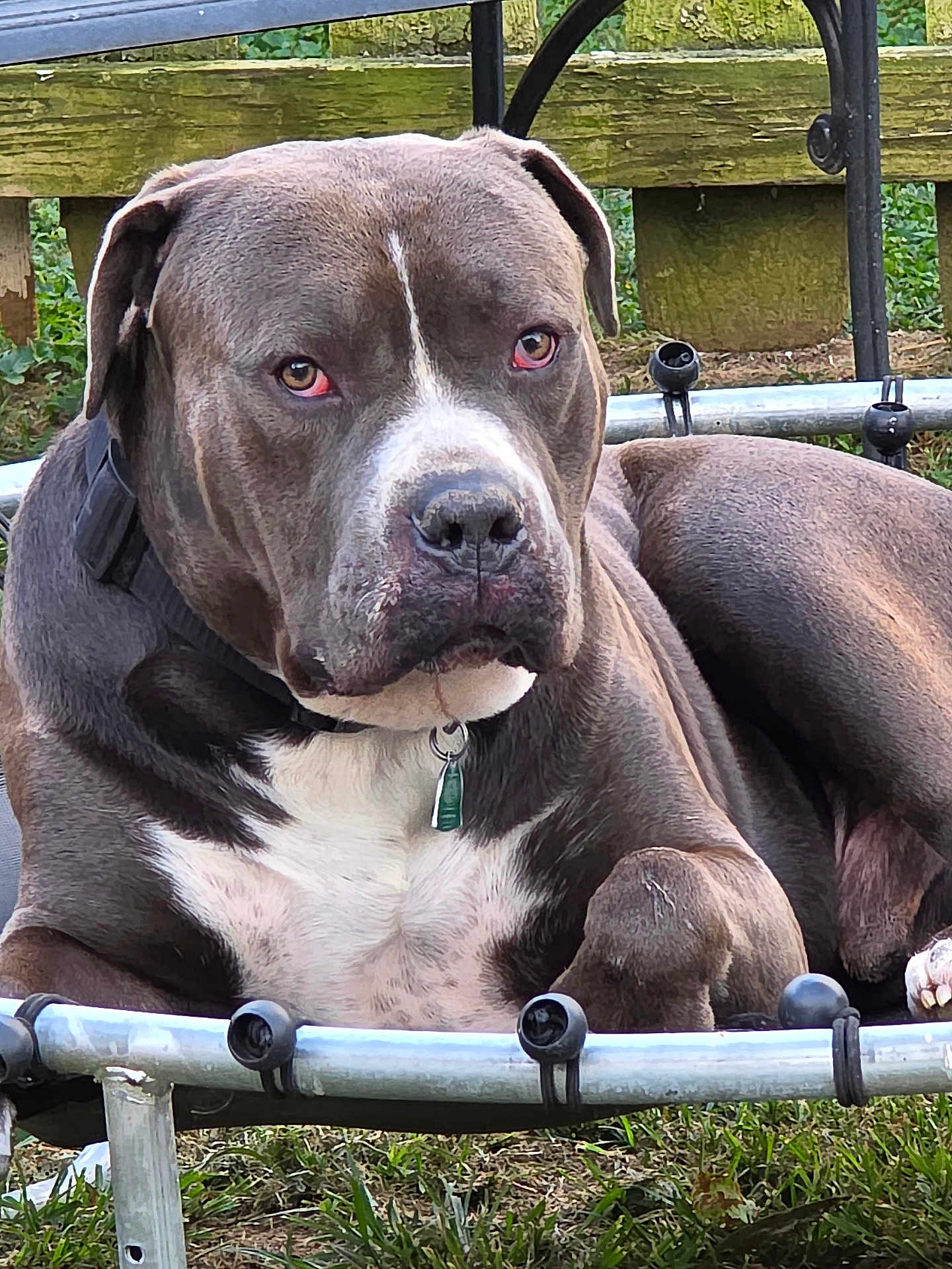 Patch is registered to the contest to win money with this photo: dog, animal, pet, outdoor, grass, fence, metal_frame, gray, white, collar, tag, resting, canine, mammal, nature, quiet, portrait, closeup, paw, ears
