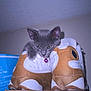 kitten, cat, shoes, sneakers, box, indoor, pet, gray_cat, collar, purple_bell, curious, feline, animal, resting, young_cat, footwear, cardboard, closeup, cute, domestic_pet