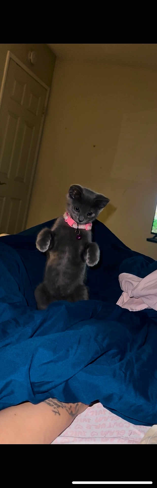 Kemuri is registered to the contest to win money with this photo: kitten, cat, gray_cat, pink_collar, blanket, bed, indoor, tattoo, human_arm, curious, pet, feline, cute, domestic_animal, animal, soft_light, wall, door, resting, comfort