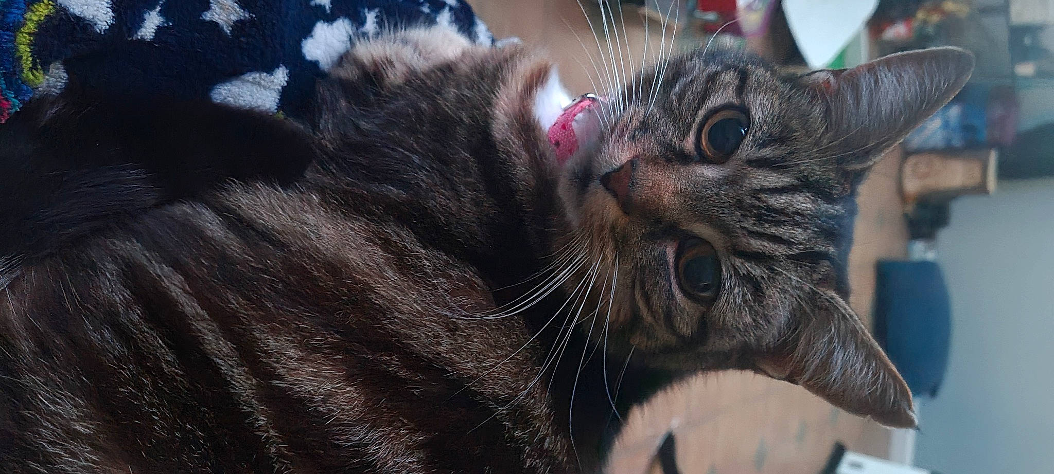 Gizmo is registered to the contest to win money with this photo: black_cat, carnivore, cat, claw, domestic_short_haired_cat, ear, felidae, fur, paw, small_to_medium_sized_cats, snout, terrestrial_animal, whiskers, wildlife