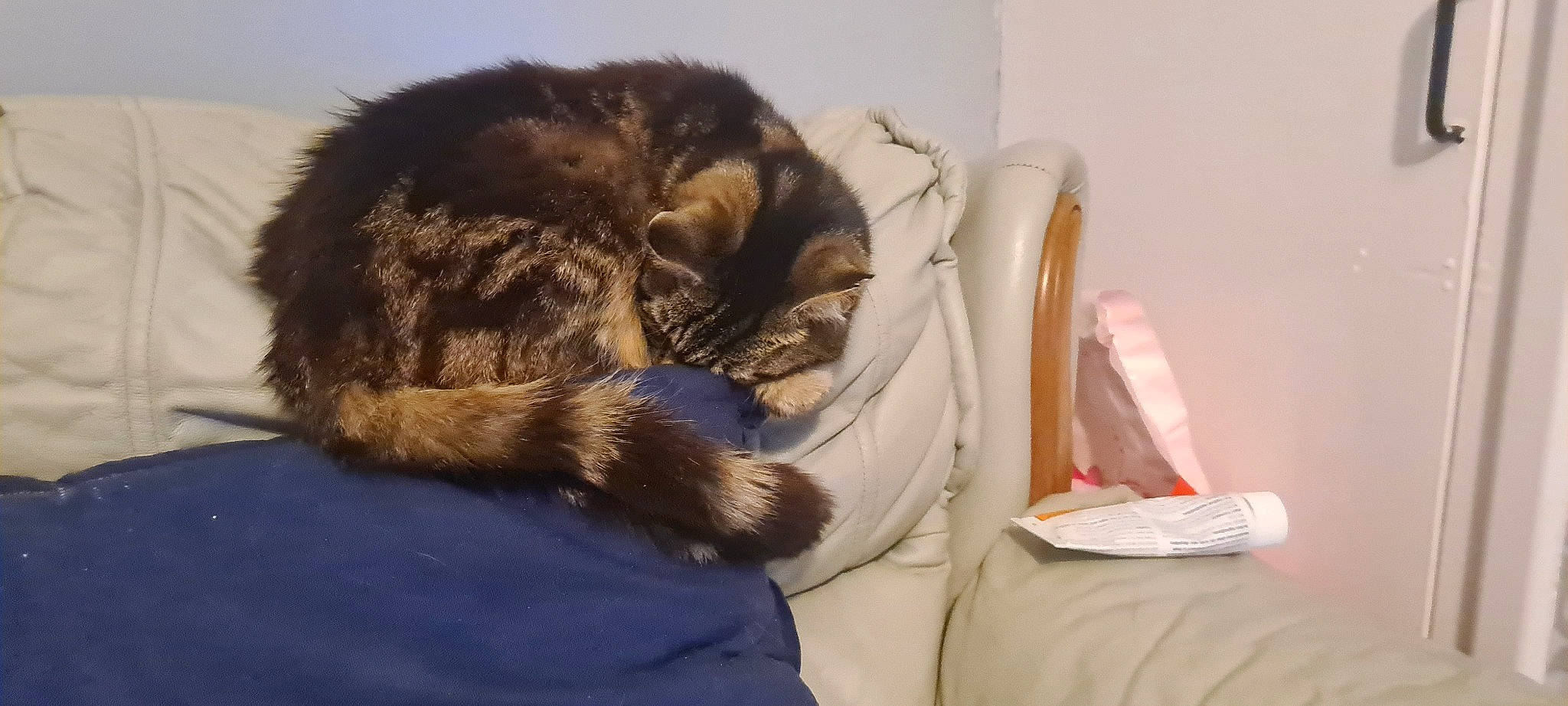 Gizmo joined the competition — help win amazing prizes! bed, bedding, bedtime, carnivore, cat, claw, comfort, dog_breed, domestic_short_haired_cat, ear, felidae, fur, linens, nap, paw, sleep, small_to_medium_sized_cats, tail, terrestrial_animal, whiskers