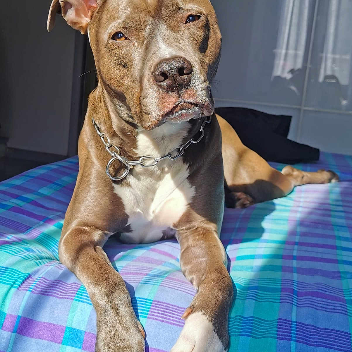 Naya participe au concours pour gagner de l'argent avec cette photo : dog, pit_bull, canine, pet, brown_dog, white_chest, floppy_ears, short_hair, collar, chain_collar, lying_down, front_paws, indoor, bed, plaid_blanket, sunlight, portrait, close_up, serious_expression, home