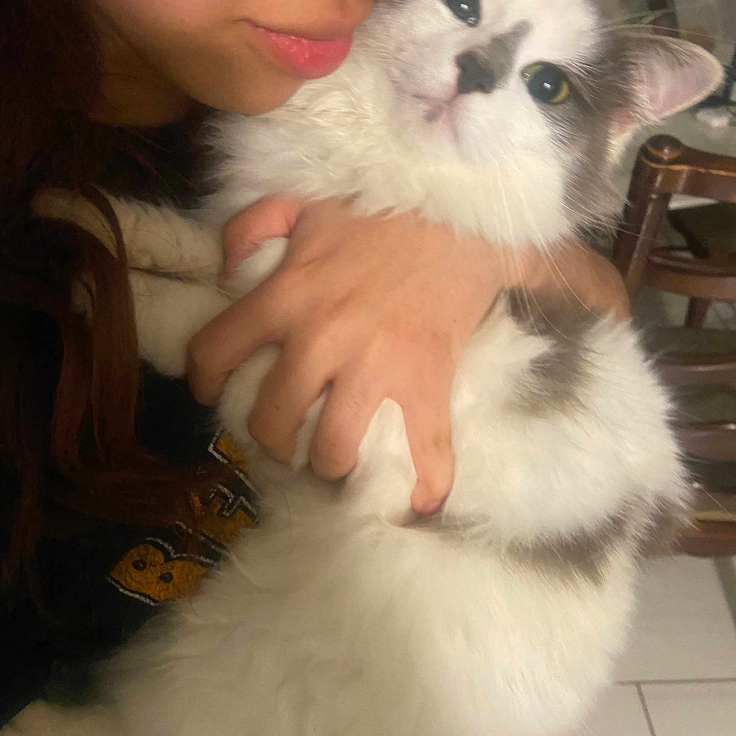 Pinky is registered to the contest to win money with this photo: cat, person, hand, indoor, close_up, fluffy, white_cat, gray_cat, holding, pet, animal, feline, face, fur, domestic, tender, cozy, wooden_chair, floor_tiles, affection