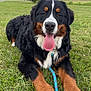 dog, bernese_mountain_dog, grass, outdoor, tongue, pet, animal, canine, happy, playful, leash, nature, park, fur, muzzle, paw, resting, summer, field, cloudy