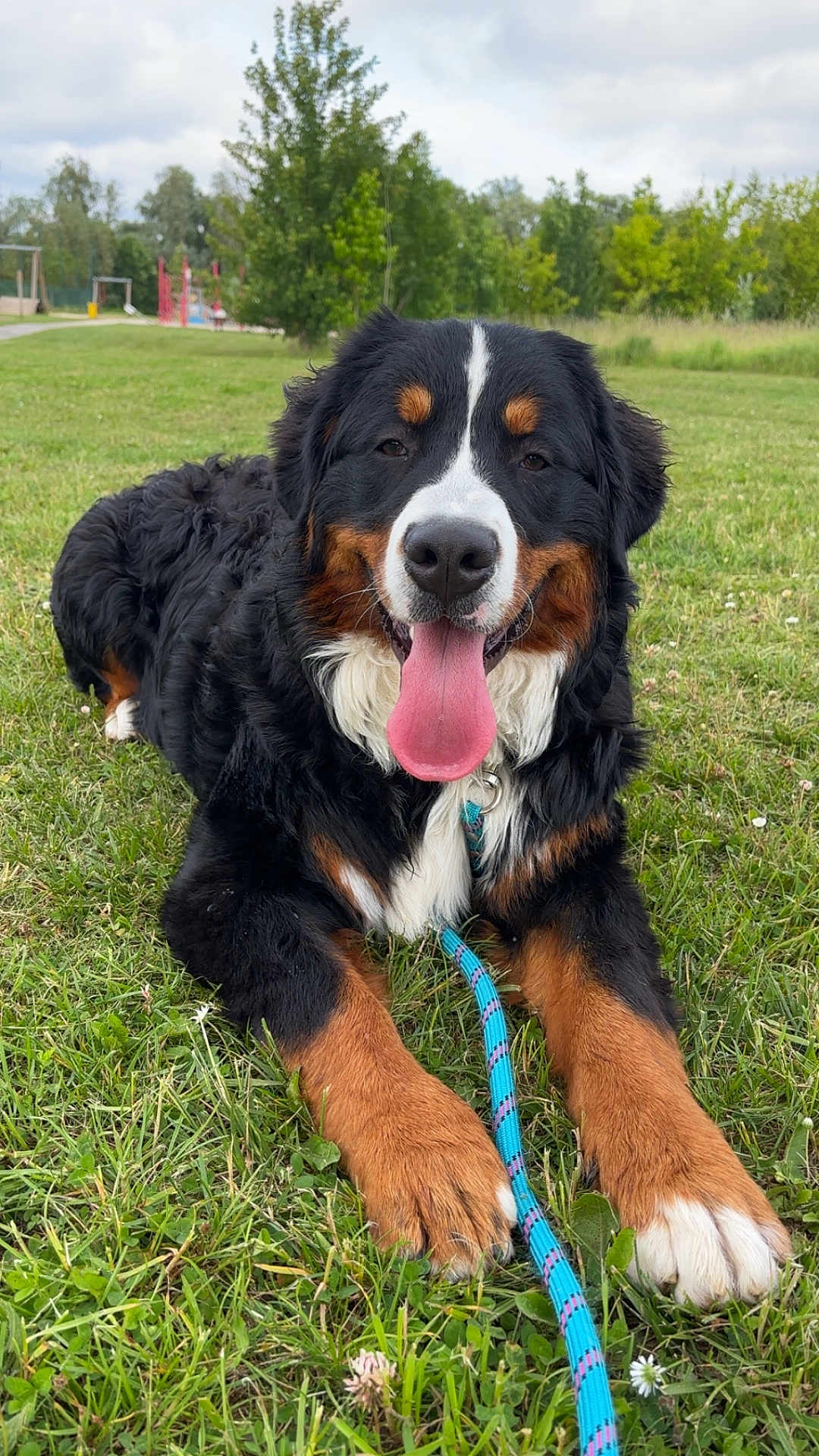 Vagner participe au concours pour gagner de l'argent avec cette photo : dog, bernese_mountain_dog, grass, outdoor, tongue, pet, animal, canine, happy, playful, leash, nature, park, fur, muzzle, paw, resting, summer, field, cloudy