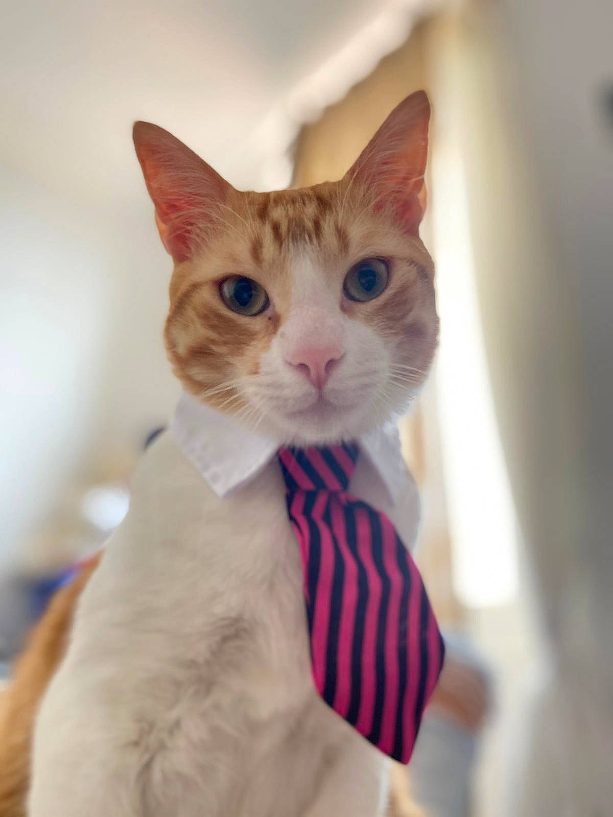 Gringo participe au concours pour gagner de l'argent avec cette photo : carnivore, cat, collar, domestic_short_haired_cat, fawn, felidae, formal_wear, fur, linens, pattern, paw, pet_supply, sleeve, small_to_medium_sized_cats, snout, tail, tie, whiskers