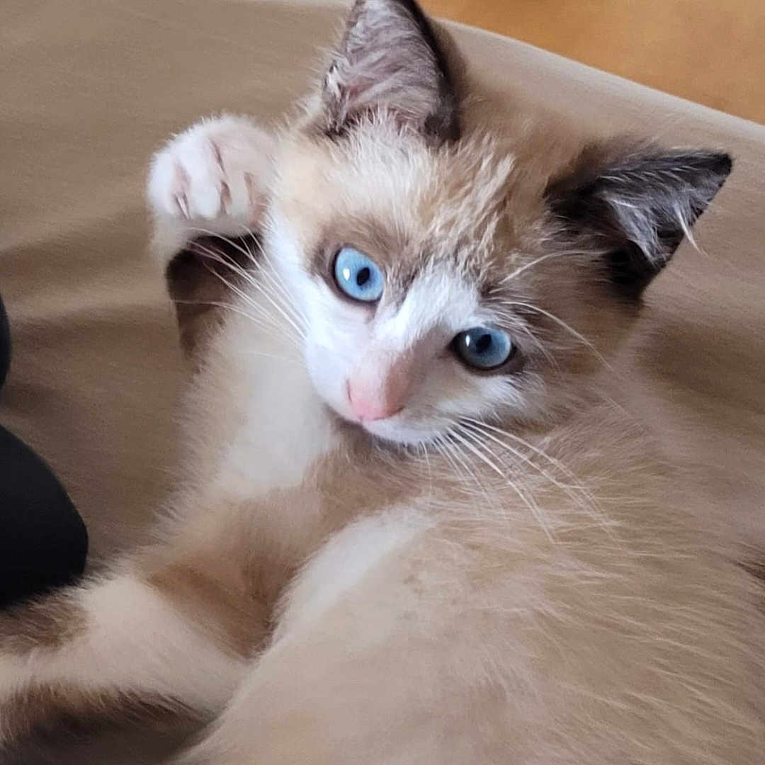 Wally participe au concours pour gagner de l'argent avec cette photo : abyssinian, angora, animal, cat, face, head, kitten, manx, person, pet, siamese