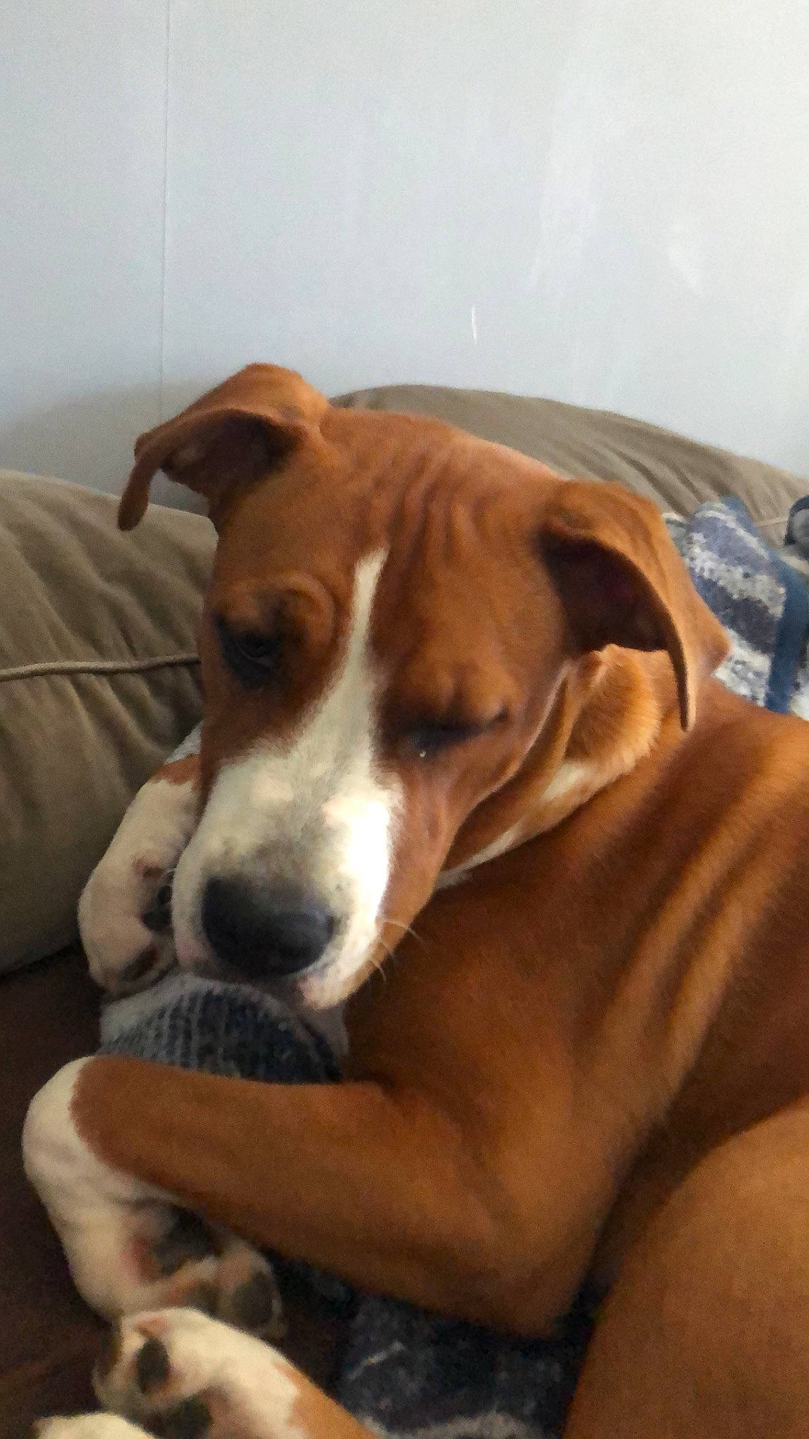 Shana participe au concours pour gagner de l'argent avec cette photo : bored, canidae, carnivore, collar, comfort, companion_dog, dog, dog_breed, dog_supply, ear, fawn, fur, hardwood, liver, paw, scent_hound, sporting_group, tail, whiskers, working_animal