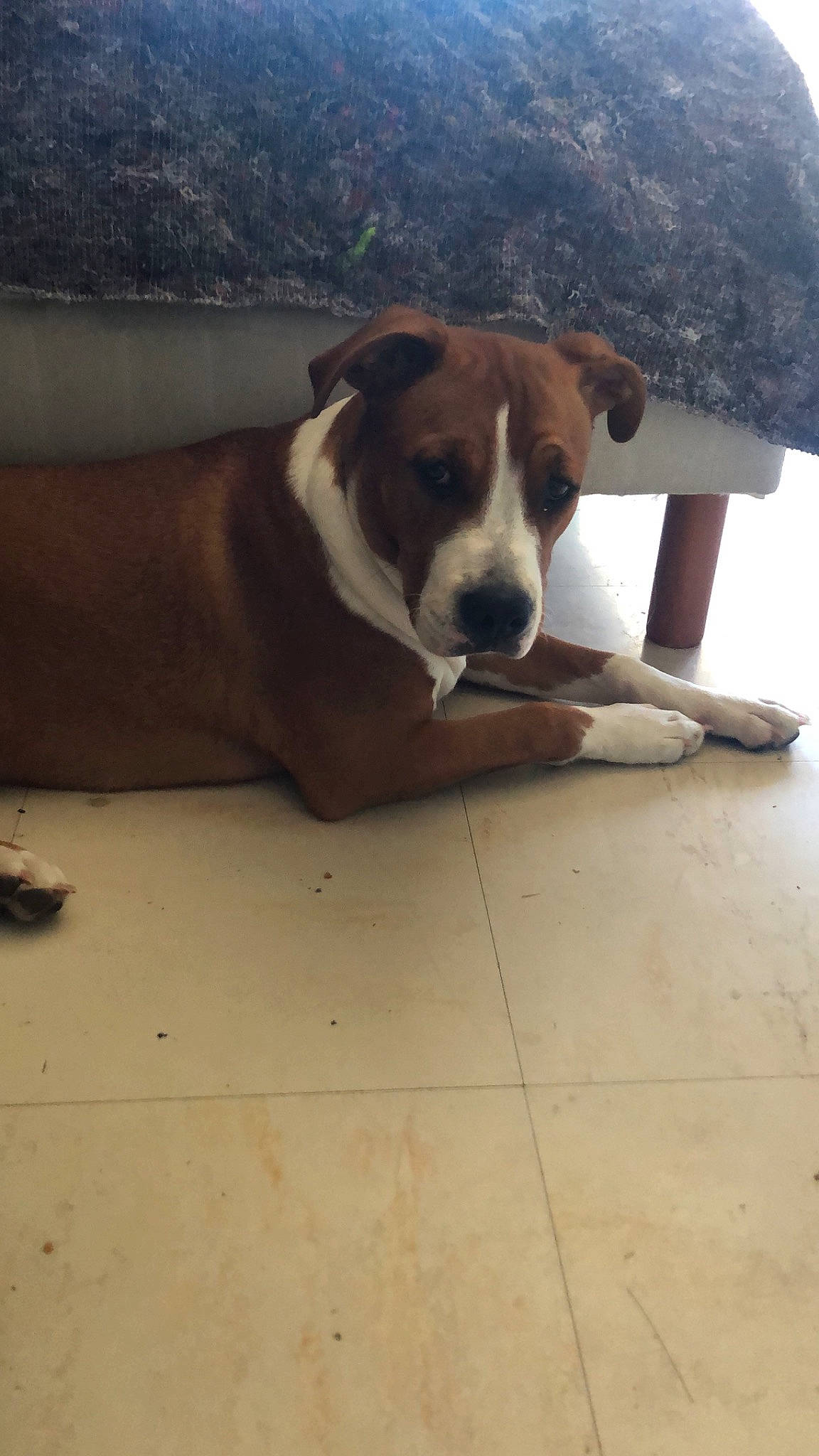 Shana participe au concours pour gagner de l'argent avec cette photo : bored, carnivore, comfort, companion_dog, concrete, dog, dog_breed, fawn, floor, flooring, hardwood, paw, pet_supply, snout, sporting_group, tail, terrestrial_animal, whiskers, wood, working_animal