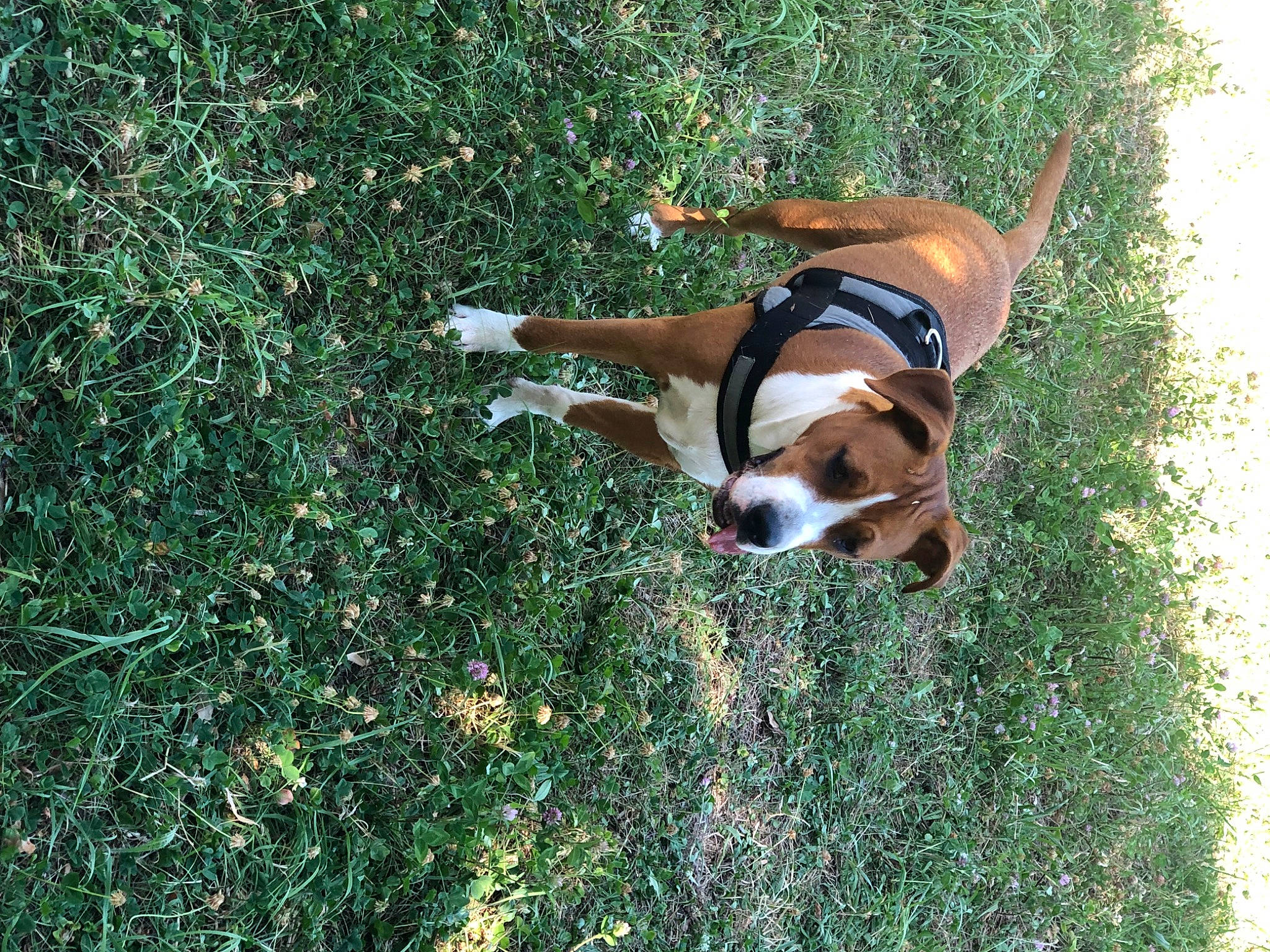 Shana participe au concours pour gagner de l'argent avec cette photo : beagle_harrier, carnivore, companion_dog, dog, dog_breed, dog_supply, fawn, grass, groundcover, hound, pasture, plant, scent_hound, shrubland, sporting_group, tail, terrestrial_animal, working_animal