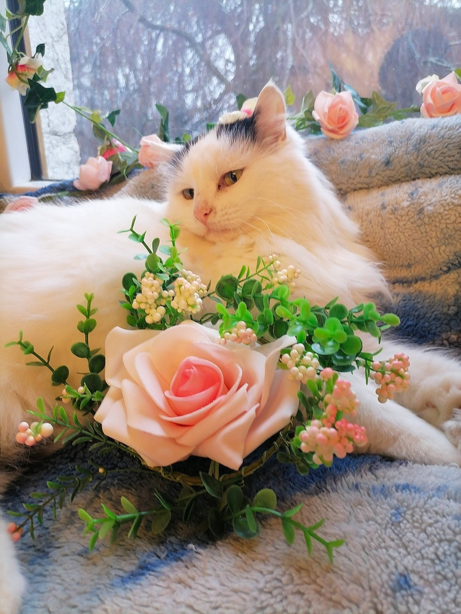Galaxie a rejoint le concours — aidez-le/la à gagner de superbes lots ! artificial_flower, bouquet, branch, carnivore, cat, cut_flowers, felidae, flower, flower_arranging, grass, hybrid_tea_rose, orange, petal, pink, plant, rose, small_to_medium_sized_cats, textile, whiskers, white