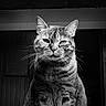 animal, black_and_white, cat, close_up, dramatic_lighting, ears, eyes, front_view, fur, indoor, monochrome, pet, photography, portrait, serious_expression, sitting, striped_fur, tabby, whiskers, wooden_background