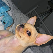 Milo participe au concours pour gagner de l'argent avec cette photo : dog, puppy, bed, blanket, plush_toy, white_sheet, ears, cute, pet, indoor, animal, nose, fur, lying_down, small_dog, canine, toy, bedroom, resting, curious