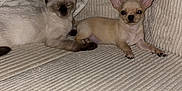 Milo participe au concours pour gagner de l'argent avec cette photo : siamese_cat, chihuahua, dog, cat, pet, couch, pillows, indoor, cozy, resting, sleepy, small_dog, feline, canine, beige, corduroy, close_up, companionship, domestic, animal