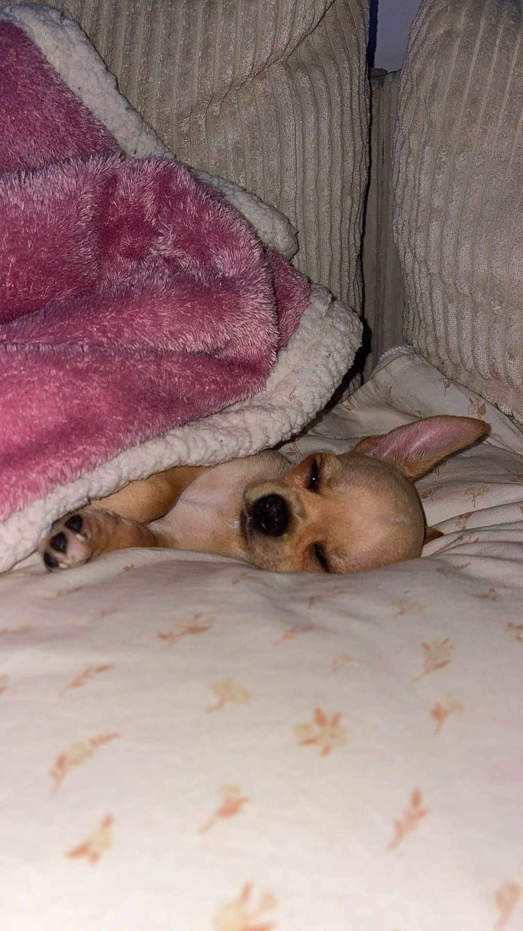 Milo participe au concours pour gagner de l'argent avec cette photo : dog, puppy, blanket, bed, sleeping, cozy, cute, small_dog, fur, ear, nose, paw, indoor, comfort, resting, animal, pet, fabric, cushion, relaxation