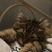 Dior participe au concours pour gagner de l'argent avec cette photo : animal, bed, blanket, cat, closeup, cozy, cute, ears, feline, fluffy, fur, indoor, pattern, paws, pet, relaxed, resting, sleeping, tabby, whiskers