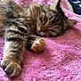 animal, bedroom, cat, closeup, cozy, cute, domestic_cat, feline, fluffy, fur, indoor, laying, paw, pet, pink_blanket, relaxed, resting, sleepy, soft_texture, tabby