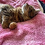 Dior participe au concours pour gagner de l'argent avec cette photo : animal, bedroom, cat, closeup, comfort, cozy, cute, feline, fur, furry, indoor, paw, pet, pink_blanket, relaxed, resting, sleeping, soft_texture, tabby_cat, whiskers