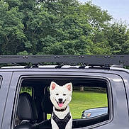 Kai joined the competition — help win amazing prizes! dog, white_dog, pet, car_window, vehicle, suv, harness, tongue_out, smiling, seat, passenger, grass, trees, park, outdoor, roof_rack, happy, canine, window_frame, nature
