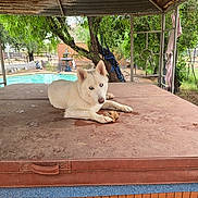 Athena joined the competition — help win amazing prizes! dog, husky, white_dog, blue_eyes, hot_tub, backyard, tree, pool, fence, outdoor, pet, animal, canine, resting, paw, toy, shelter, metal_structure, nature, summer