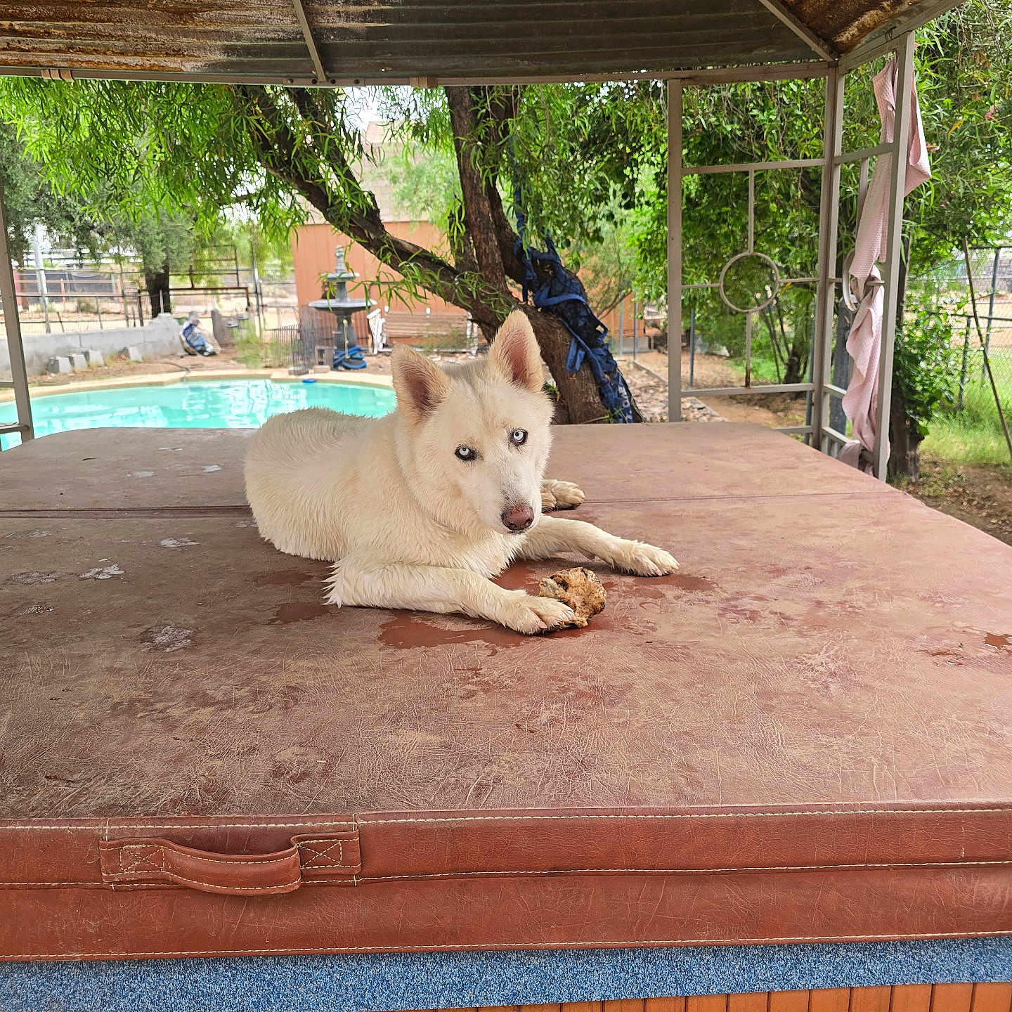Athena joined the competition — help win amazing prizes! animal, backyard, blue_eyes, canine, dog, fence, hot_tub, husky, metal_structure, nature, outdoor, paw, pet, pool, resting, shelter, summer, toy, tree, white_dog